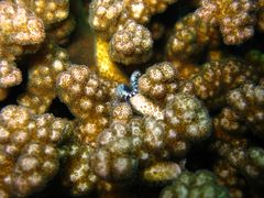 Pocillopora damicornis => Buschkoralle