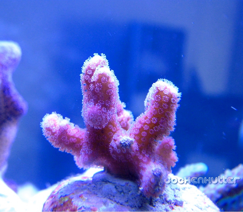 Pocillopora elegans