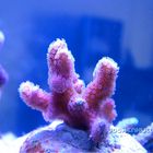 Pocillopora elegans