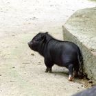 pocketpig