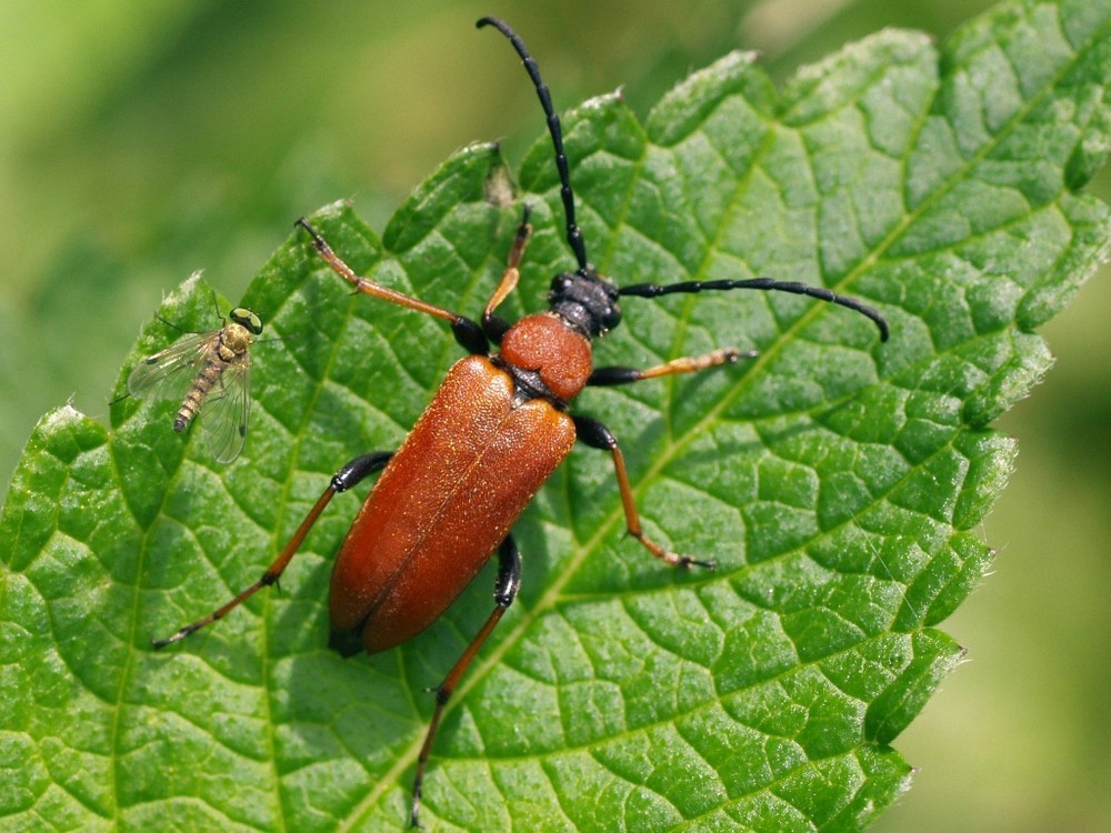 pockkäfer