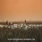 Poda ein mystischer Ort im Nebel