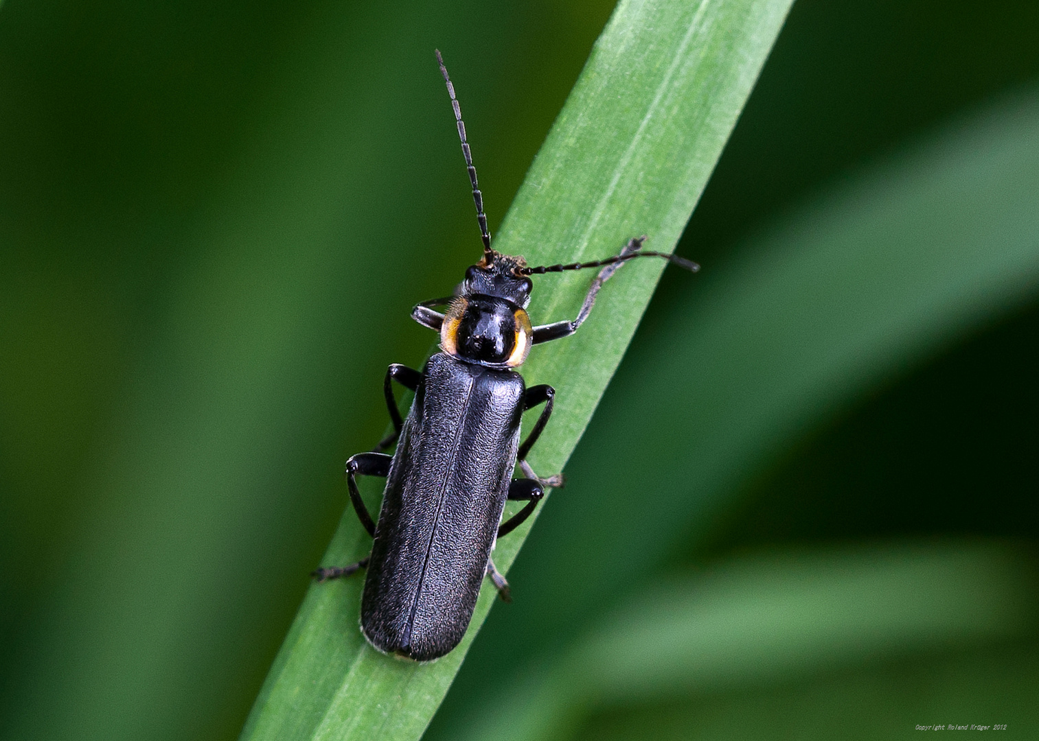 Podabrus alpinus