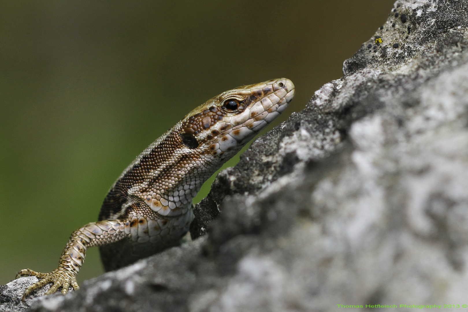 podacis muralis, die erste