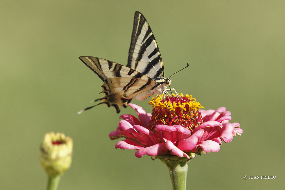 Podalirios libando en flor