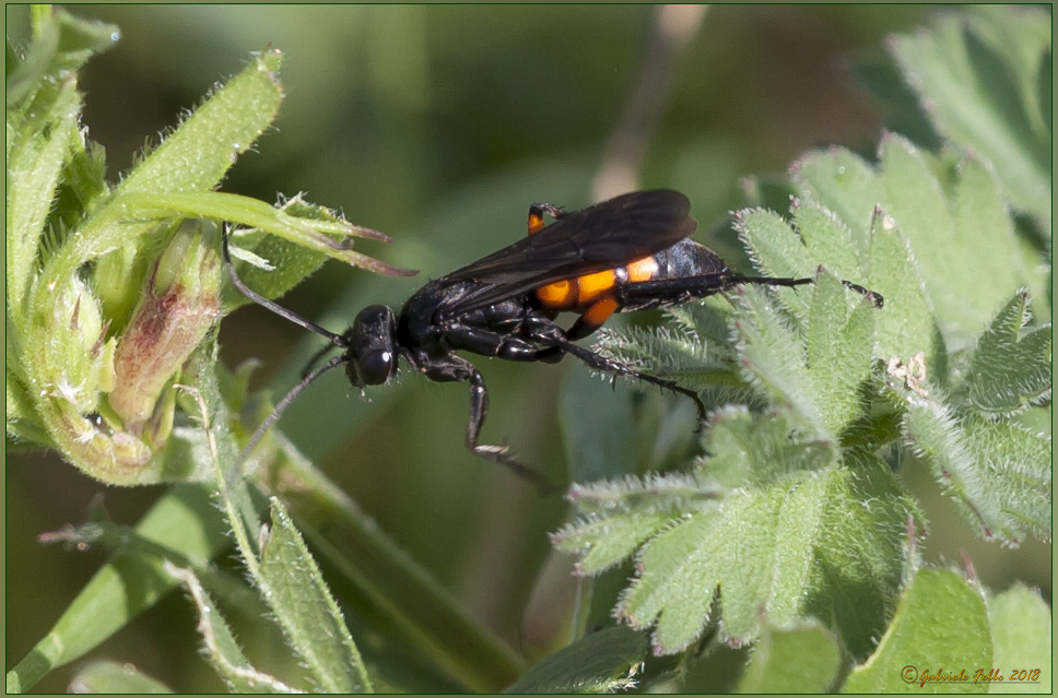 Podalonia hirsuta (Scopoli, 1763) maschio