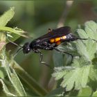 Podalonia hirsuta (Scopoli, 1763) maschio