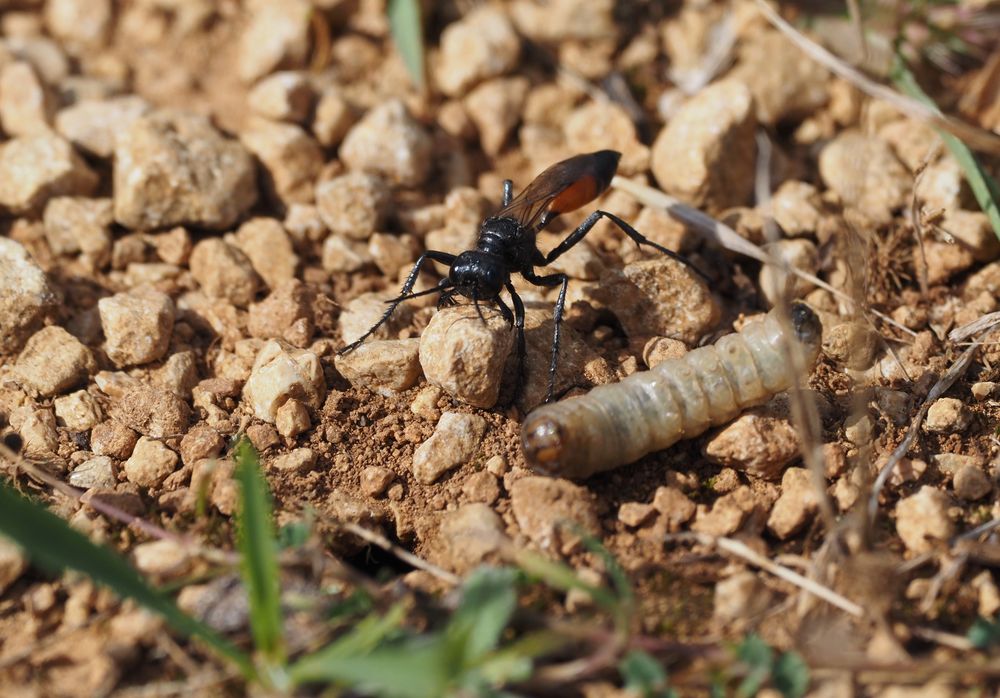 Podalonia mit Beute am Nest