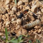 Podalonia mit Beute am Nest