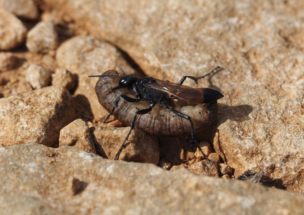 Podalonia mit Beute