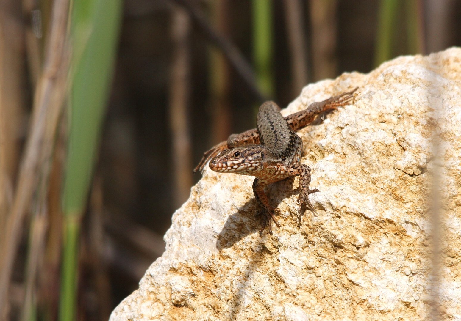 ( Podarcis muralis)