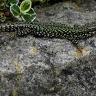 PODARCIS MURALIS