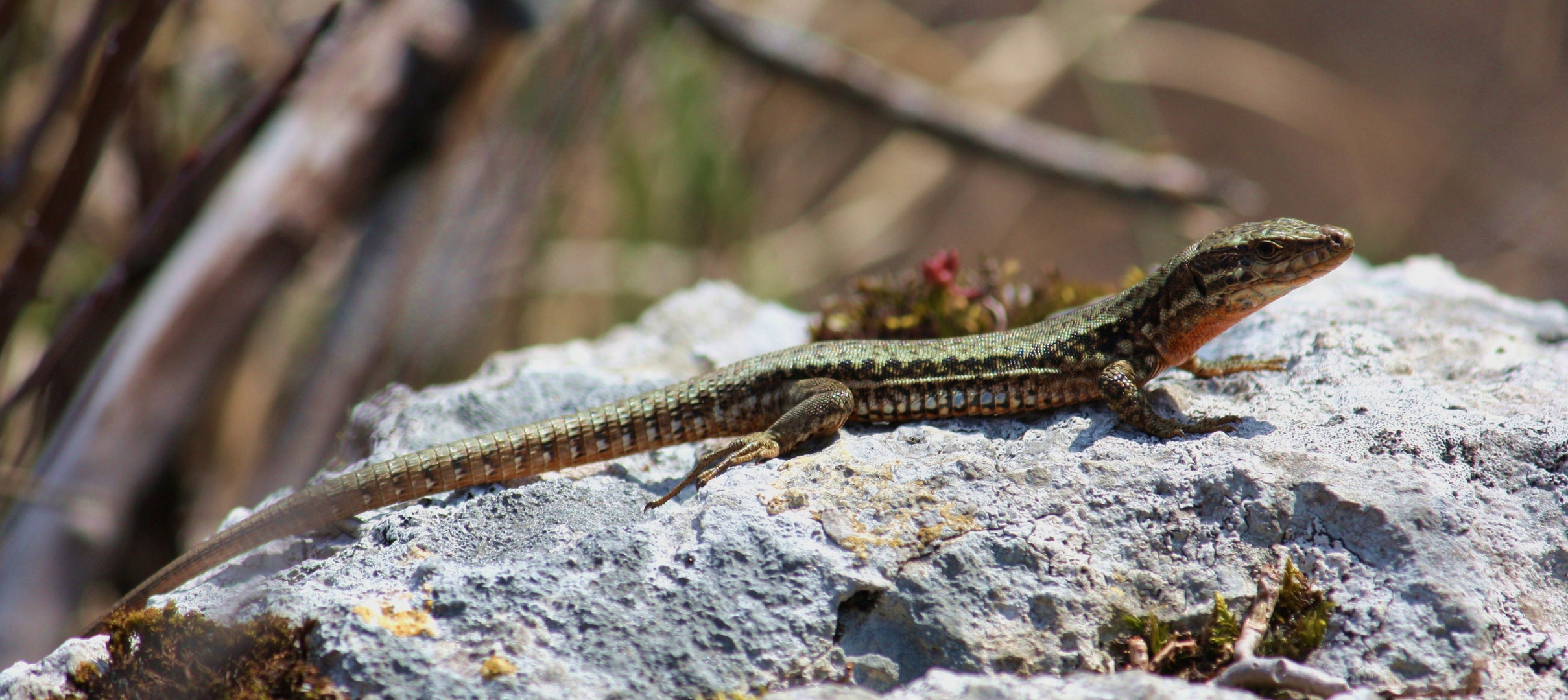 (Podarcis muralis)