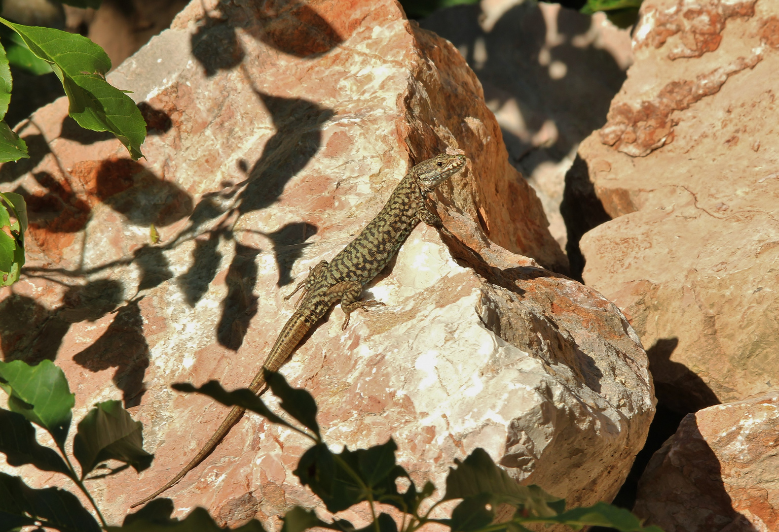 (Podarcis muralis)