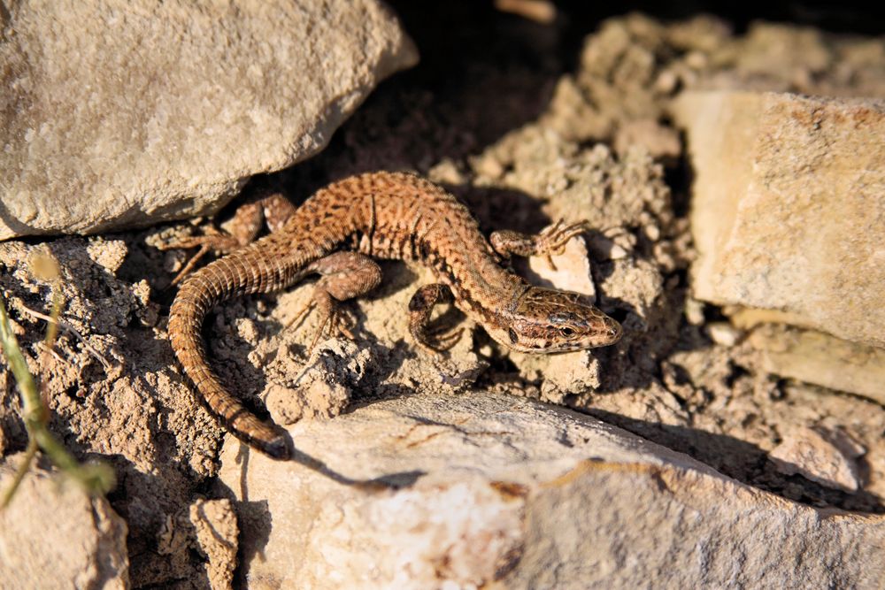 Podarcis muralis