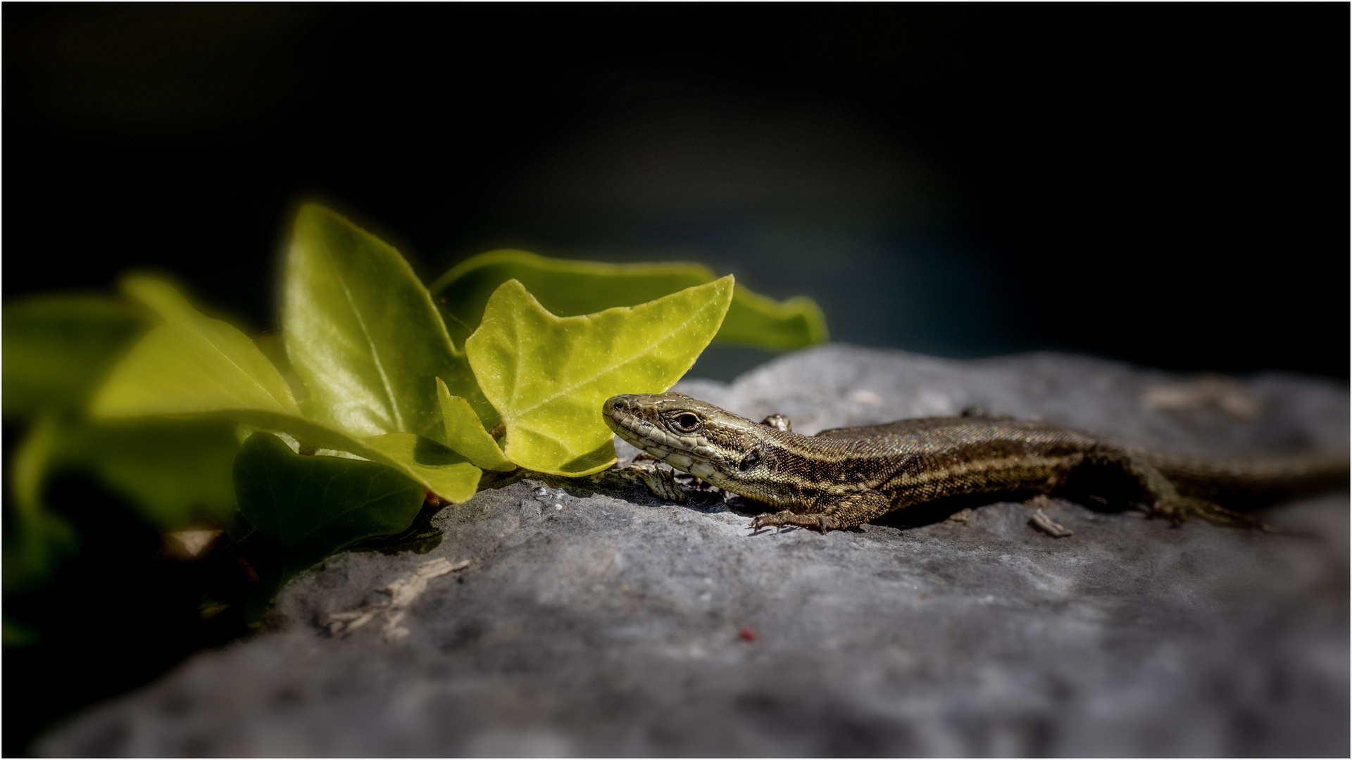 Podarcis muralis