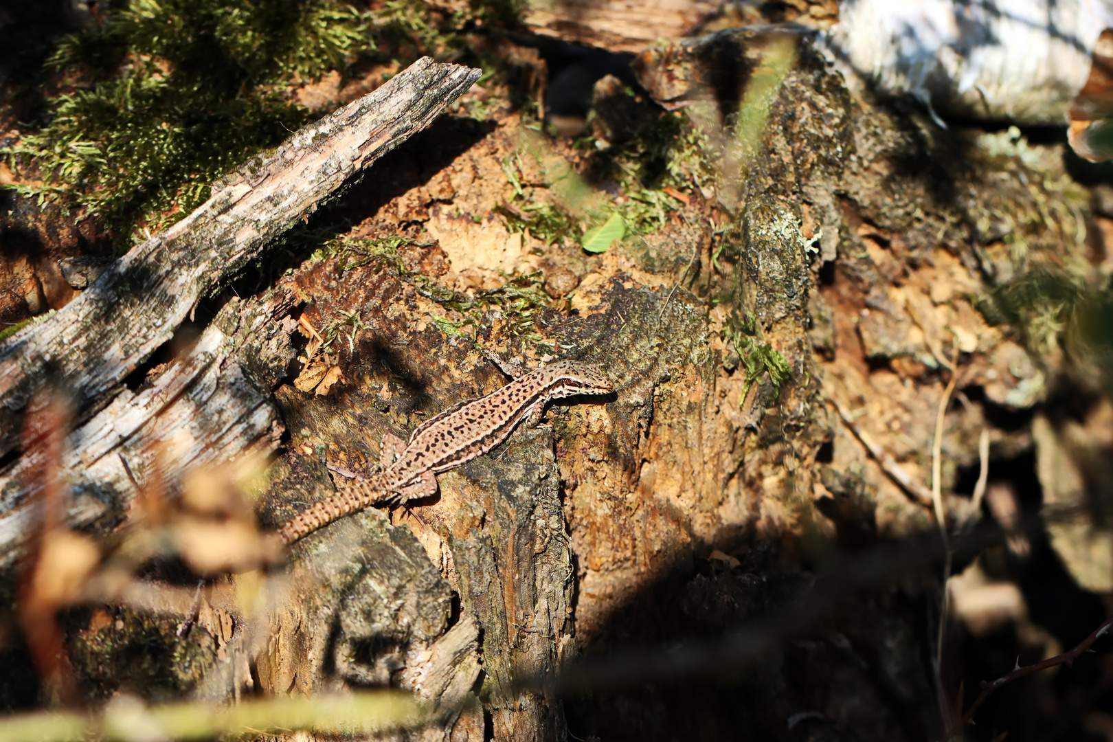 Podarcis muralis