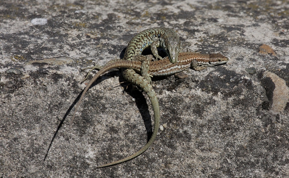 Podarcis muralis