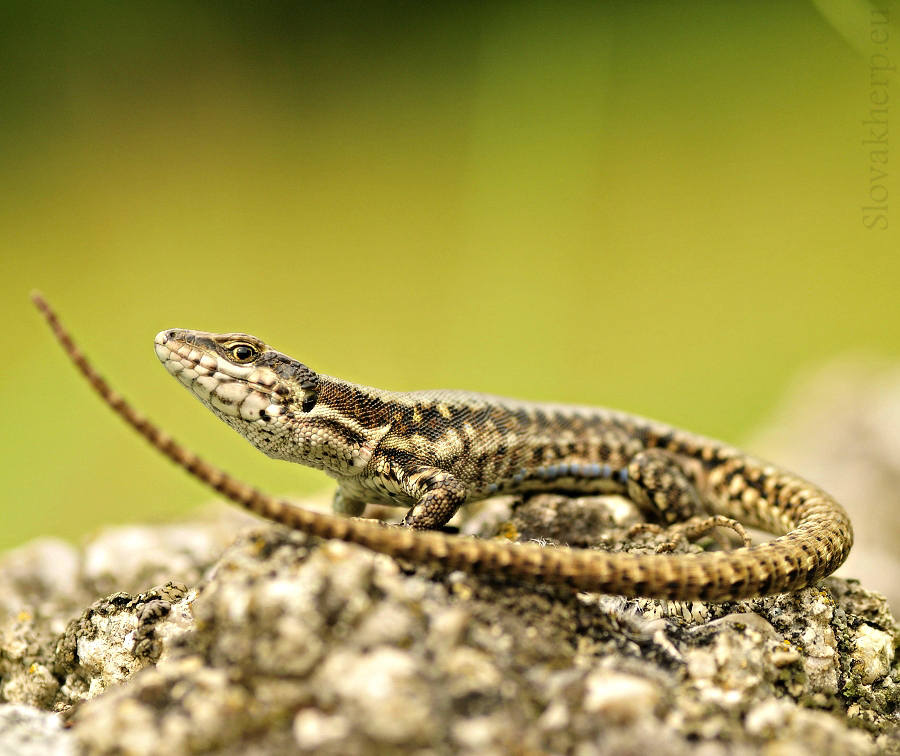 Podarcis muralis