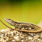 Podarcis muralis