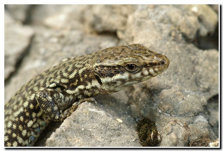 Podarcis muralis - Asturien Spanien