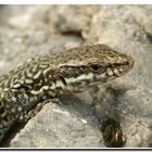 Podarcis muralis - Asturien Spanien