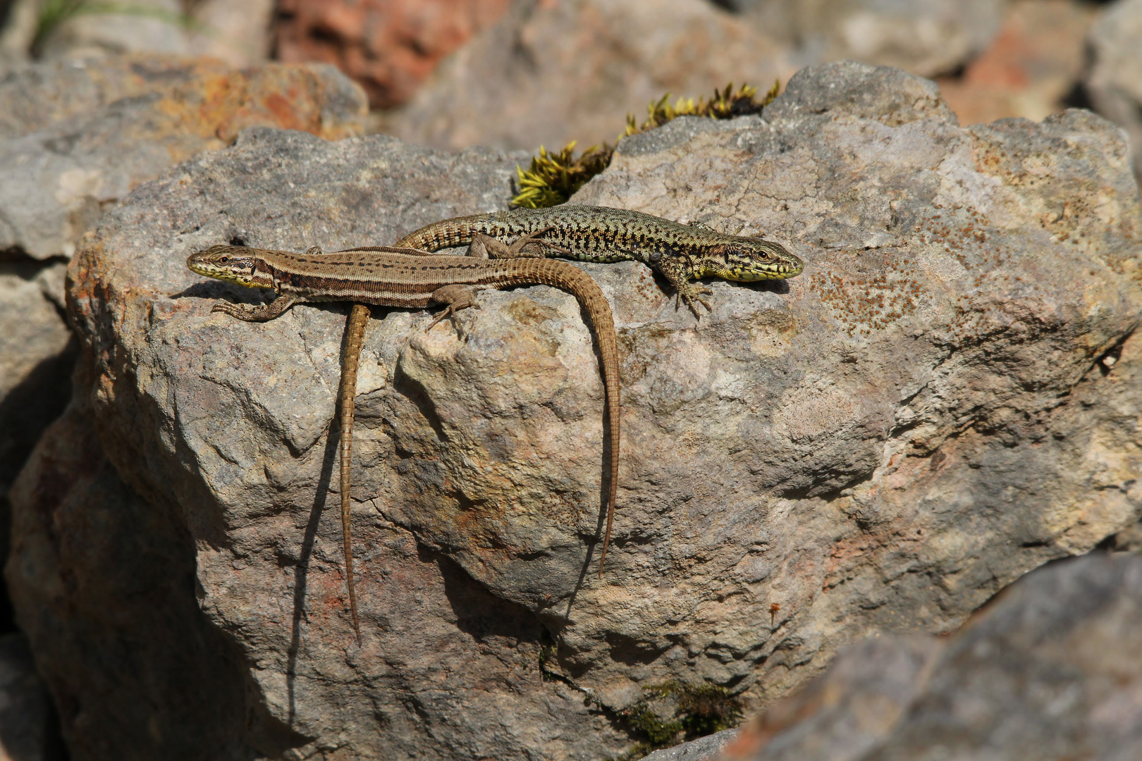 (Podarcis muralis) aus dem Schweizer Jura.