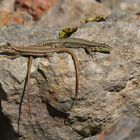 (Podarcis muralis) aus dem Schweizer Jura.