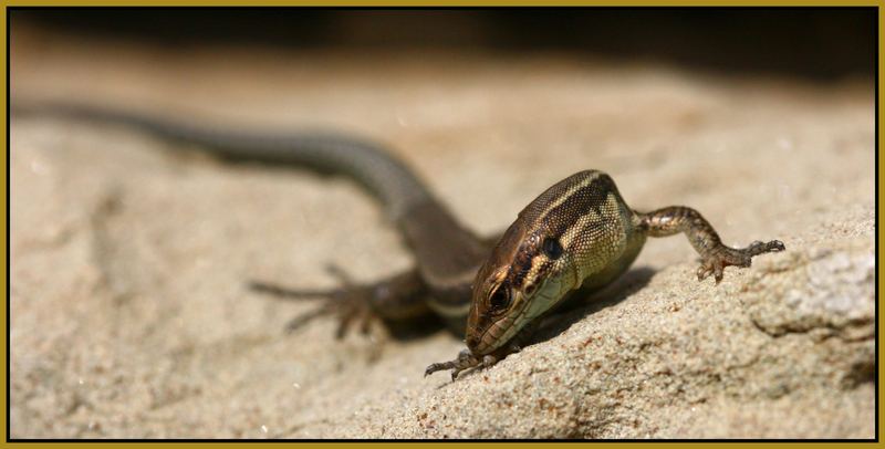 Podarcis muralis - Baby macht Maniküre!