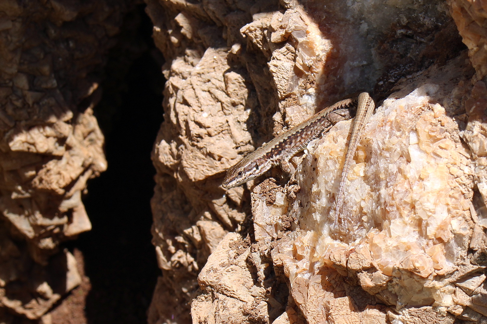 Podarcis muralis