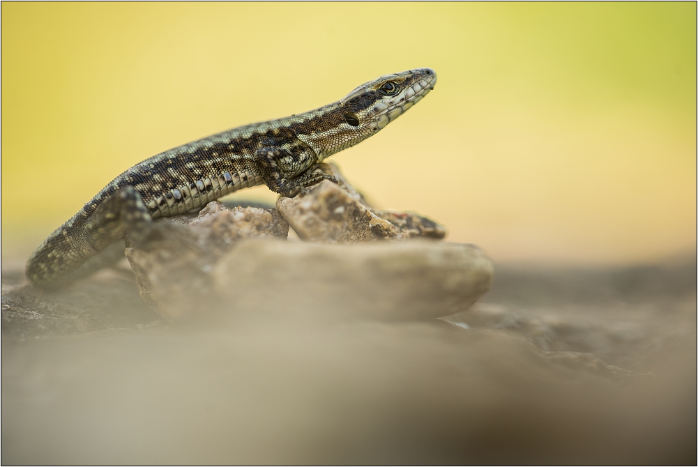 Podarcis muralis