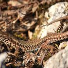 (Podarcis muralis)