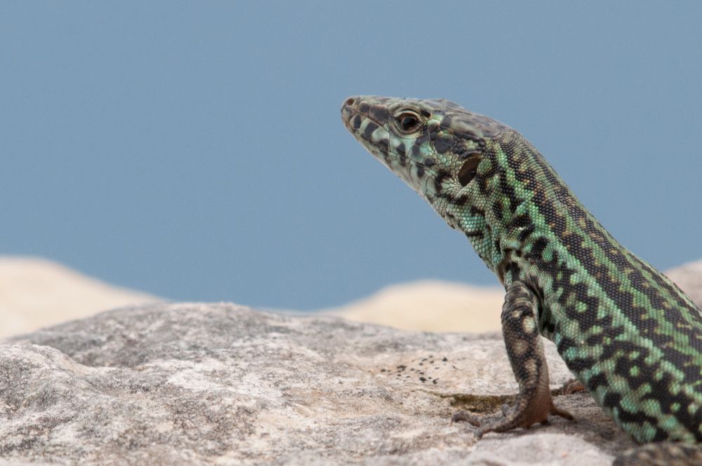 Podarcis pityusensis II Foto & Bild tiere, wildlife, amphibien