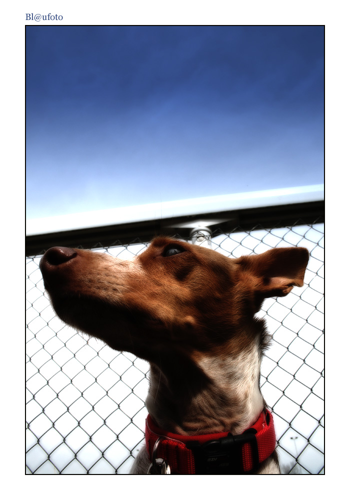 Podenco