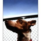 Podenco