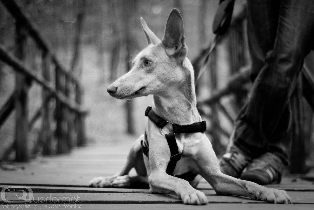 Podenco