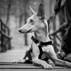 Podenco