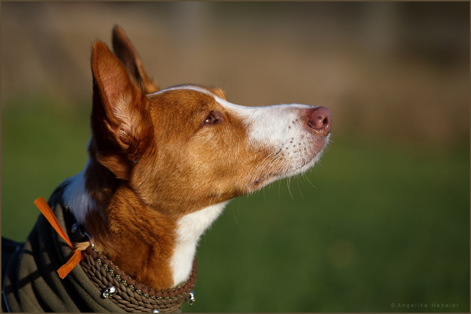 Podenco