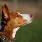 Podenco