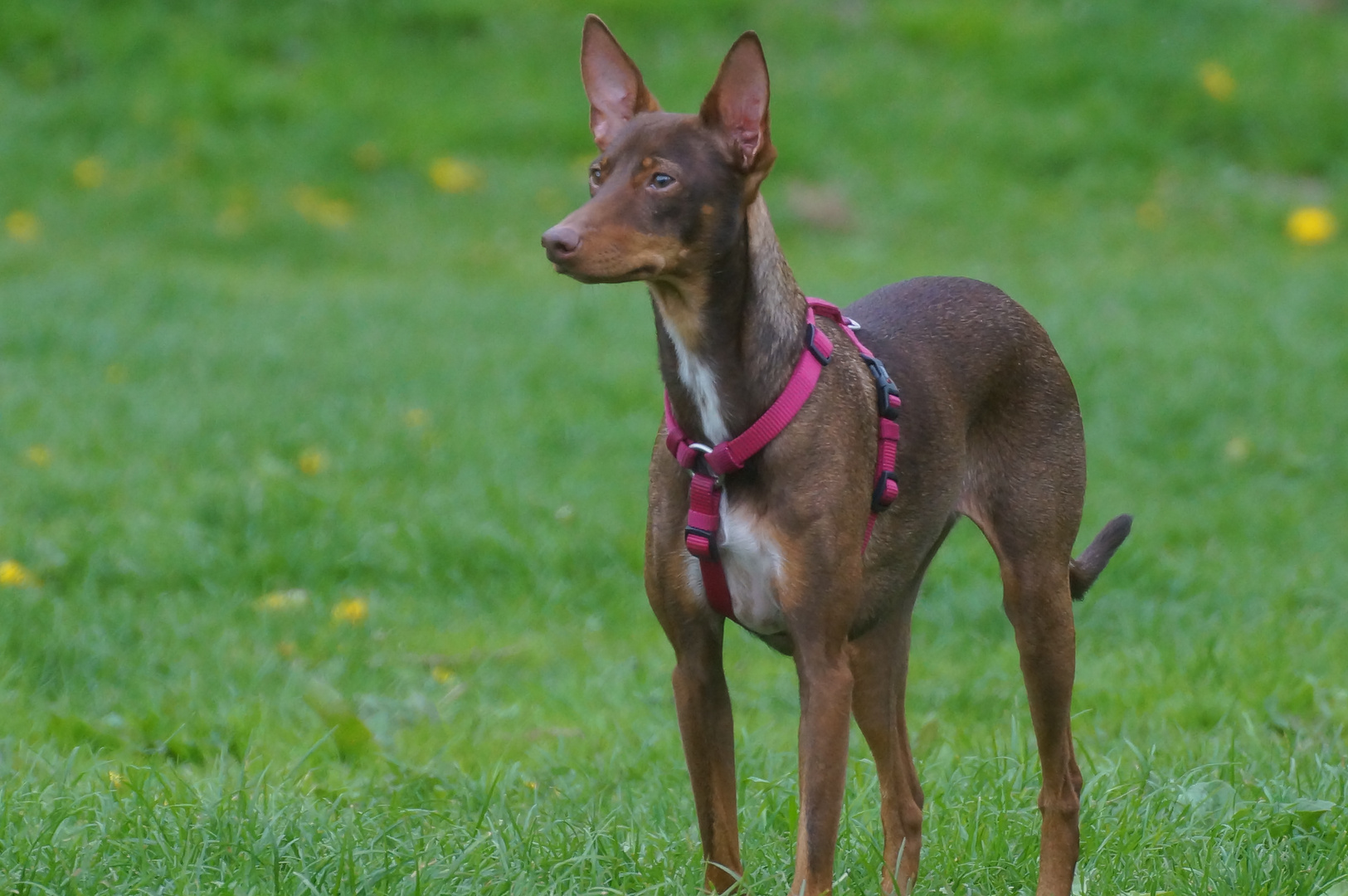 Podenco Andaluz auf Blumenwiese