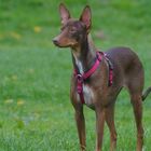 Podenco Andaluz auf Blumenwiese