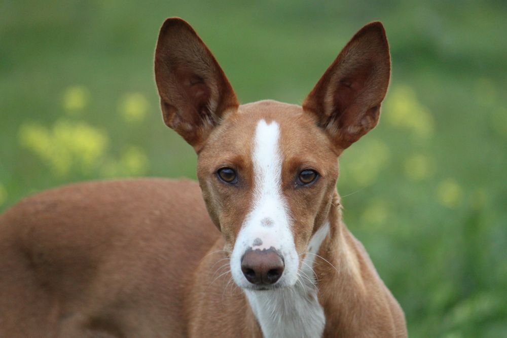 Podenco AndaluzHündin CALA Foto & Bild tiere, haustiere, hunde