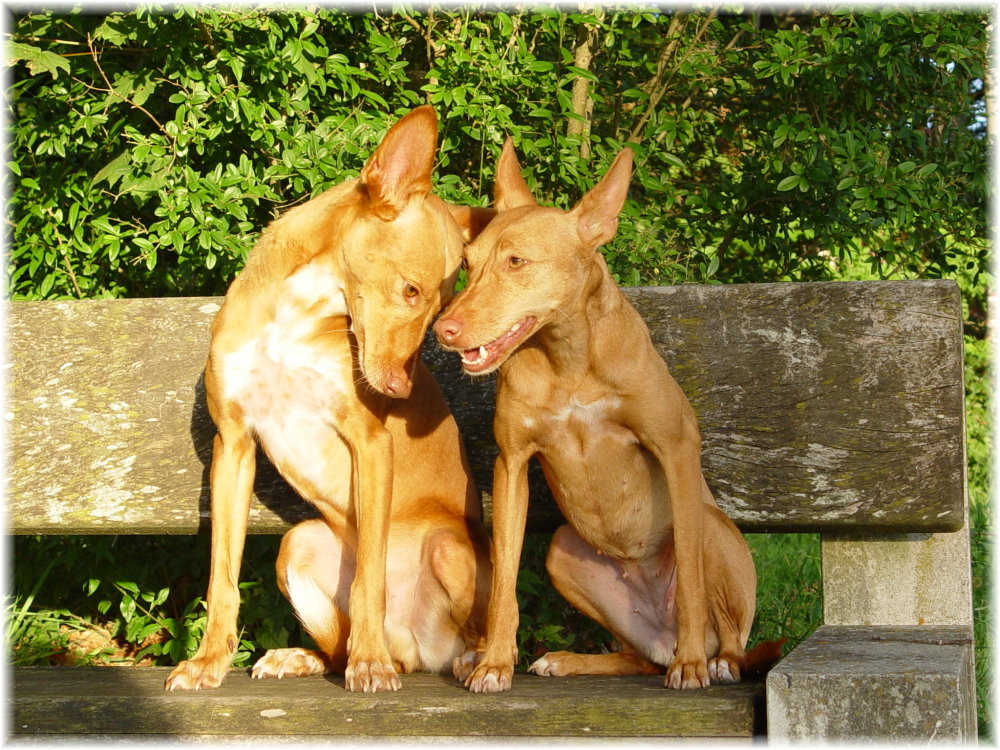 Podenco andaluz in Love