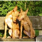 Podenco andaluz in Love