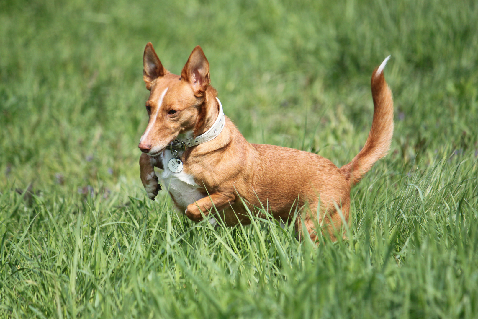 Podenco Andaluz Maneto GINI