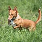 Podenco Andaluz Maneto GINI