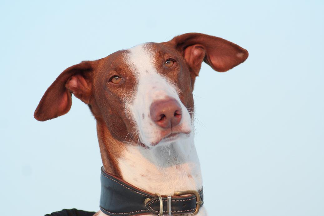 Podenco beim Sonnenbaden