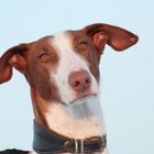 Podenco beim Sonnenbaden