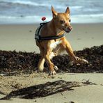 Podenco Breakdance