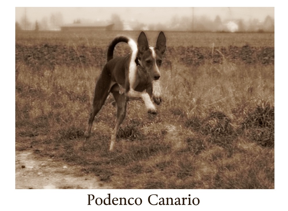 Podenco Canario